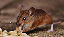 24 Hour & Emergency Exterminators in Shenandoah Caverns, VA